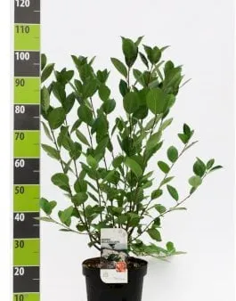 Grootvruchtige Aronia
