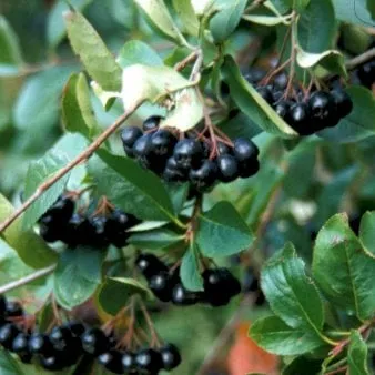 Grootvruchtige Aronia