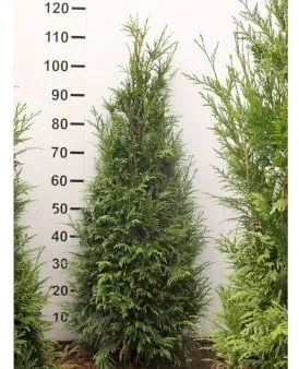 Reuzenlevensboom